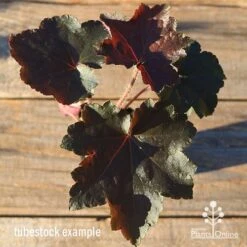 Heuchera Palace Purple - Coral Bells -Australian Plants Online Sales apo heuchera palace purple colour