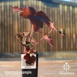 Heuchera Palace Purple - Coral Bells -Australian Plants Online Sales apo heuchera palace purple tubestock