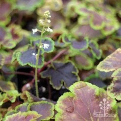 Heucherella Solar Eclipse - Foamy Bells 22 Heucherella Solar Eclipse - Foamy Bells -Australian Plants Online Sales apo heuchera solar eclipse dark