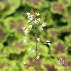 Heucherella Solar Eclipse - Foamy Bells 23 Heucherella Solar Eclipse - Foamy Bells -Australian Plants Online Sales apo heuchera solar eclipse flowers