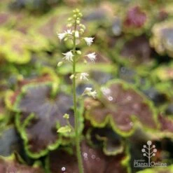 Heucherella Solar Eclipse - Foamy Bells 16 Heucherella Solar Eclipse - Foamy Bells -Australian Plants Online Sales apo heuchera solar eclipse flowers 1