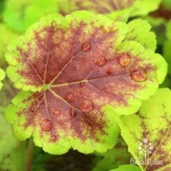 Heucherella Solar Eclipse - Foamy Bells 21 Heucherella Solar Eclipse - Foamy Bells -Australian Plants Online Sales apo heuchera solar eclipse leaf