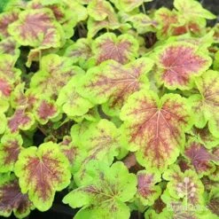 Heucherella Solar Eclipse - Foamy Bells 25 Heucherella Solar Eclipse - Foamy Bells -Australian Plants Online Sales apo heuchera solar eclipse plants