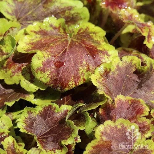 Heucherella Solar Eclipse - Foamy Bells 8 Heucherella Solar Eclipse - Foamy Bells - Image 6