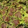 Heucherella Solar Eclipse - Foamy Bells -Australian Plants Online Sales apo heuchera solar eclipse 1