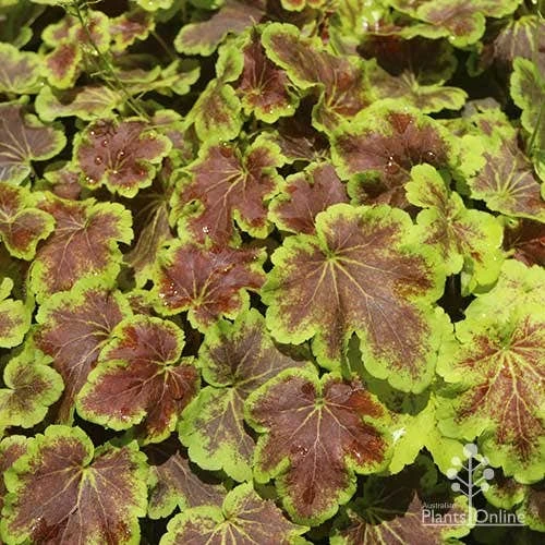 Heucherella Solar Eclipse - Foamy Bells 3 Heucherella Solar Eclipse - Foamy Bells