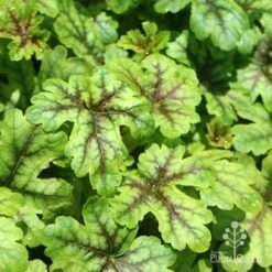 Heucherella Tapestry - Foamy Bells 24 Heucherella Tapestry - Foamy Bells -Australian Plants Online Sales apo heuchera tapestry