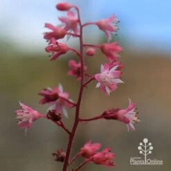 Heucherella Tapestry - Foamy Bells 23 Heucherella Tapestry - Foamy Bells -Australian Plants Online Sales apo heucherella tapestry flowers 2