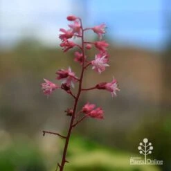 Heucherella Tapestry - Foamy Bells 26 Heucherella Tapestry - Foamy Bells -Australian Plants Online Sales apo heucherella tapestry flowers 3