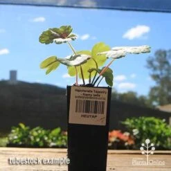 Heucherella Tapestry - Foamy Bells 21 Heucherella Tapestry - Foamy Bells -Australian Plants Online Sales apo heucherella tapestry tubestock