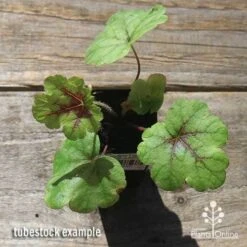 Heucherella Tapestry - Foamy Bells 27 Heucherella Tapestry - Foamy Bells -Australian Plants Online Sales apo heucherella tapestry tubestock top