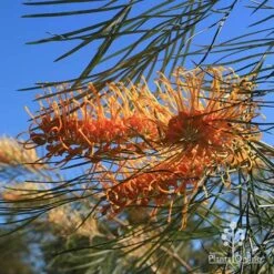 Grevillea Honey Gem 29 Grevillea Honey Gem -Australian Plants Online Sales apo honey gem grevillea flower foliage winter