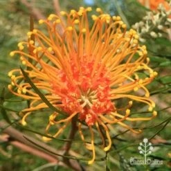 Grevillea Honey Gem 28 Grevillea Honey Gem -Australian Plants Online Sales apo honey gem grevillea flower full open