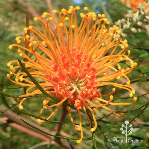 Grevillea Honey Gem 11 Grevillea Honey Gem - Image 9