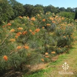 Grevillea Honey Gem 30 Grevillea Honey Gem -Australian Plants Online Sales apo honey gem grevilleas in paddock