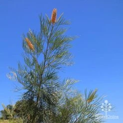 Grevillea Honey Gem 31 Grevillea Honey Gem -Australian Plants Online Sales apo honey gem nursery blue sky