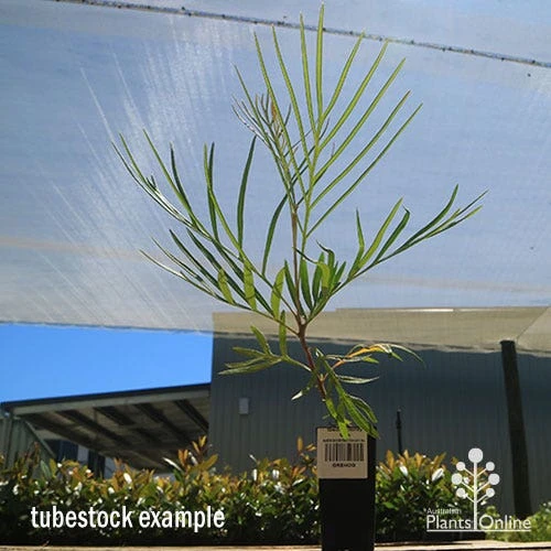 Grevillea Honey Gem 5 Grevillea Honey Gem - Image 3