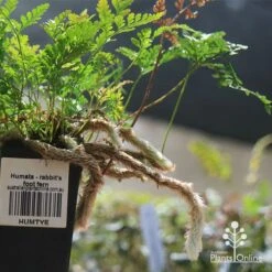 Humata - Rabbit's Foot Fern -Australian Plants Online Sales apo humata fern aerial roots