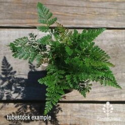 Humata - Rabbit's Foot Fern -Australian Plants Online Sales apo humata fern tubestock