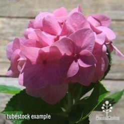 Hydrangea Alpengluhen -Australian Plants Online Sales apo hydrangea alpengluhen flower