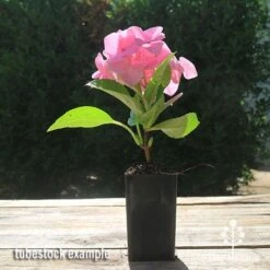 Hydrangea Alpengluhen -Australian Plants Online Sales apo hydrangea alpengluhen tubestock