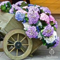 Hydrangea Assorted -Australian Plants Online Sales apo hydrangea cart