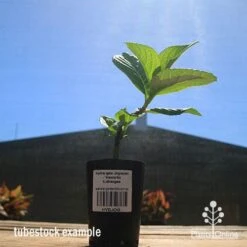 Hydrangea Jogasaki - Fireworks Hydrangea -Australian Plants Online Sales apo hydrangea fireworks tubestock2