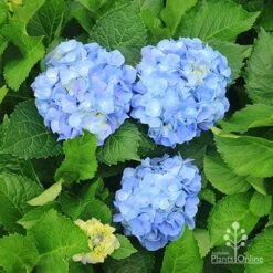 Hydrangea Assorted -Australian Plants Online Sales apo hydrangeas nursery