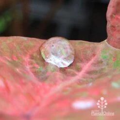 Caladium Raspberry Ripple - Angel Wings -Australian Plants Online Sales apo hydrophobic caladium leaf