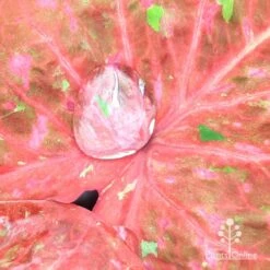 Caladium Raspberry Ripple - Angel Wings -Australian Plants Online Sales apo hydrophobic caladium leaf2