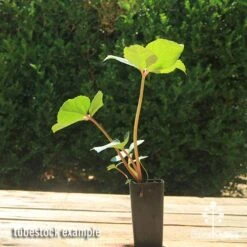 Hellebore Ice Breaker Max - Winter Rose -Australian Plants Online Sales apo icebreaker max hellebore tubestock