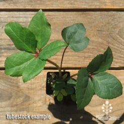 Hellebore Ice Breaker Max - Winter Rose -Australian Plants Online Sales apo icebreaker max hellebore tubestock top 1