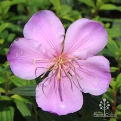 Tibouchina Illusion -Australian Plants Online Sales apo illusion pink