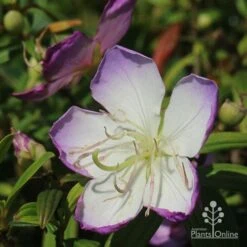 Tibouchina Illusion -Australian Plants Online Sales apo illusion tibouchina sunshine