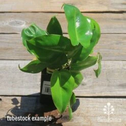 Philodendron Imbe -Australian Plants Online Sales apo imbe philodendron tubestock top
