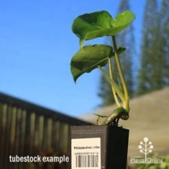 Philodendron Imbe -Australian Plants Online Sales apo imbe tubestock blue sky