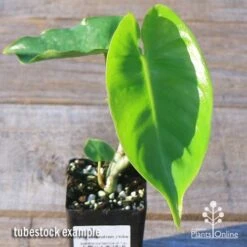 Philodendron Imbe -Australian Plants Online Sales apo imbe tubestock fresh leaf
