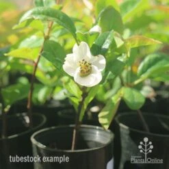 Chaenomeles Nivalis - Japanese Quince -Australian Plants Online Sales apo japanese quince nivalis