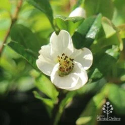 Chaenomeles Nivalis - Japanese Quince -Australian Plants Online Sales apo japanese quince nivalis flower