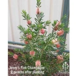Callistemon Pink Champagne -Australian Plants Online Sales apo jennys pink champagne