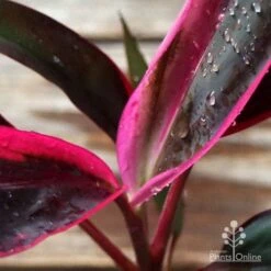 Australian Plants Online Sales -Australian Plants Online Sales apo jkr closeup colour