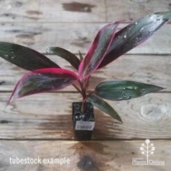 Cordyline Fruticosa John Klass Red -Australian Plants Online Sales apo jkr tubestock above