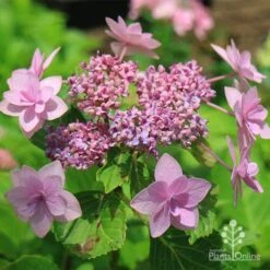 Hydrangea Jogasaki - Fireworks Hydrangea -Australian Plants Online Sales apo jogasaki fireworks hydrangea