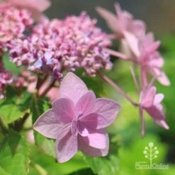 Hydrangea Jogasaki - Fireworks Hydrangea -Australian Plants Online Sales apo jogasaki hydrangea floret