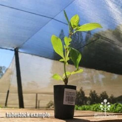 Hydrangea Jogasaki - Fireworks Hydrangea -Australian Plants Online Sales apo jogasaki tubestock