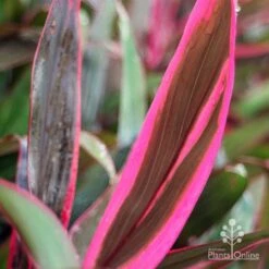 Cordyline Fruticosa John Klass Red -Australian Plants Online Sales apo john klass red leaf