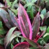 Cordyline Fruticosa John Klass Red -Australian Plants Online Sales apo john klass red really pink