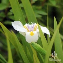 Dietes Tiny Dancer- Wild Iris - 68mm BIGGER Size