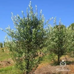 Olive Kalamata 9 Olive Kalamata -Australian Plants Online Sales apo kalamata olives nursery