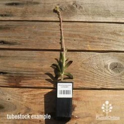 Kalanchoe Tomentosa – Panda Plant - Succulent -Australian Plants Online Sales apo kalanchoe panda plant large size 1